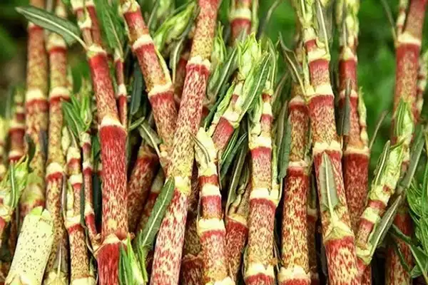 Polygonum Cuspidatum Extract: Bioactive Compounds and Benefits